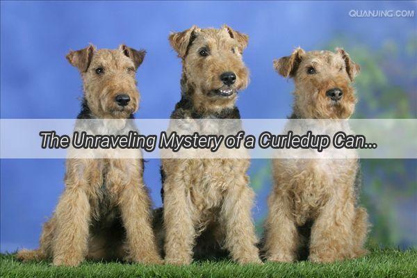 The Unraveling Mystery of a Curledup Canine What Does a Dogs Arched Back Reveal